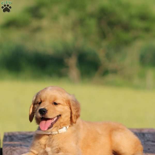 Savannah, Golden Retriever Puppy